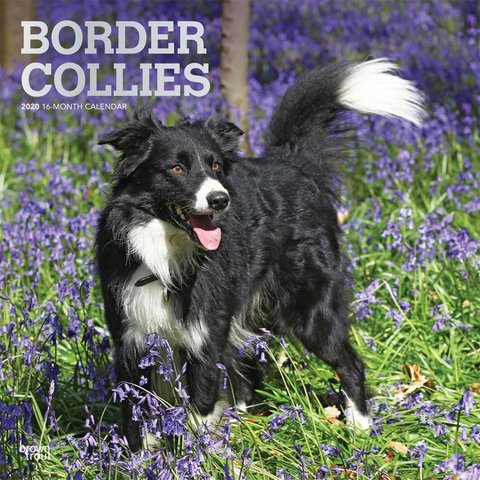 Border Collie Kalender 2020