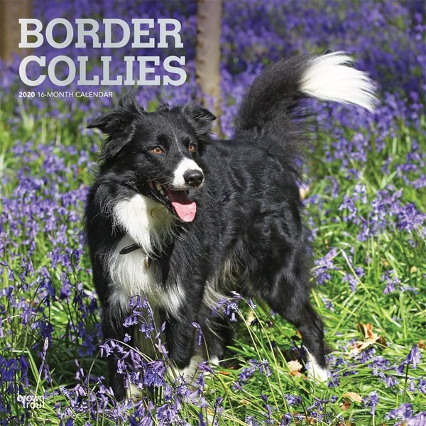 Browntrout Border Collie Kalender 2020