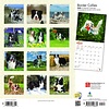 Border Collie Kalender 2020