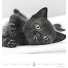 Katten - Noble Cats 45x48 Kalender 2020