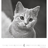 Katten - Noble Cats 45x48 Kalender 2020