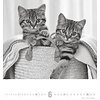 Katten - Noble Cats 45x48 Kalender 2020