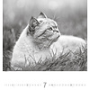 Katten - Noble Cats 45x48 Kalender 2020
