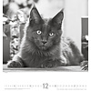 Katten - Noble Cats 45x48 Kalender 2020