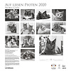 Katten - Noble Cats 45x48 Kalender 2020