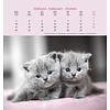 Katten Postcard Kalender 2020