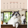 Katten Postcard Kalender 2020