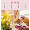 Schmusekatzen Postkartenkalender 2020