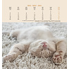 Katten Postcard Kalender 2020