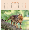 Katten Postcard Kalender 2020