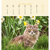 Katten Postcard Kalender 2020