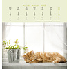 Schmusekatzen Postkartenkalender 2020