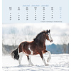 Paarden - Horses Postcard Kalender 2020