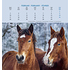 Paarden - Horses Postcard Kalender 2020
