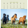 Paarden - Horses Postcard Kalender 2020