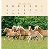 Pferde Postkartenkalender 2020