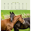 Pferde Postkartenkalender 2020
