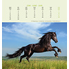 Paarden - Horses Postcard Kalender 2020