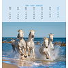 Paarden - Horses Postcard Kalender 2020