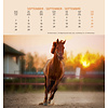 Paarden - Horses Postcard Kalender 2020