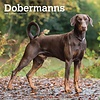 Dobermann International Kalender 2020
