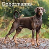 Dobermann International Kalender 2020