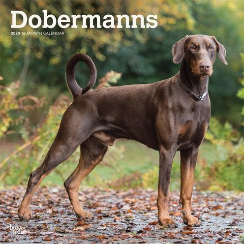 Dobermann (Intl) Kalender 2020