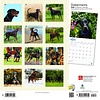 Dobermann International Kalender 2020