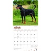 Dobermann International Kalender 2020