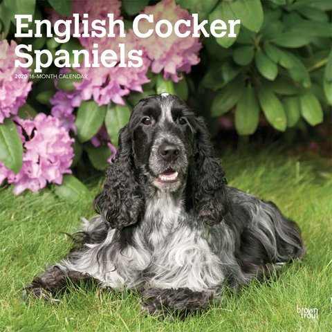 Englische Cockerspaniel Kalender 2020