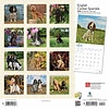 English Cocker Spaniel - Englische Cockerspaniel Kalender 2020