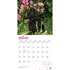 English Cocker Spaniel - Englische Cockerspaniel Kalender 2020