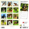 German Shepherds - Deutsche Schäferhunde Kalender 2020