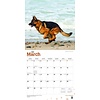 Duitse Herder - German Shepherd Kalender 2020