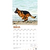 German Shepherds - Deutsche Schäferhunde Kalender 2020