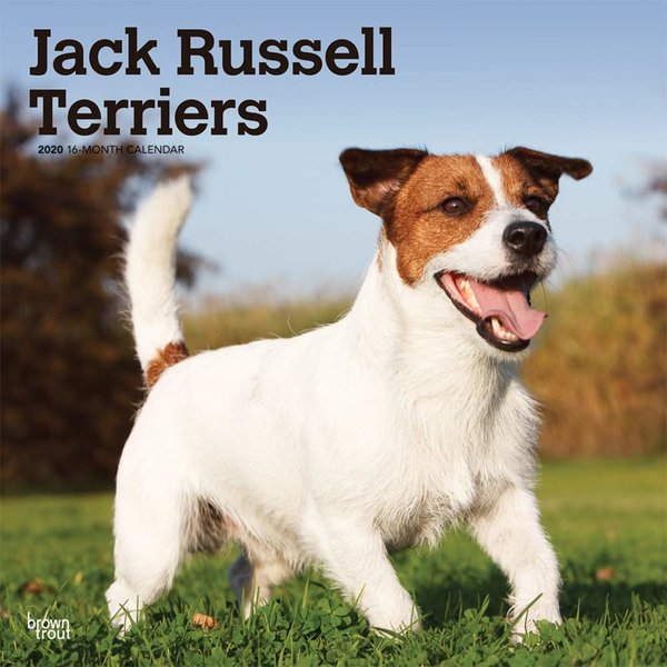 Browntrout Jack Russell Terriers International Kalender 2020