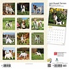 Jack Russell Terrier International Kalender 2020