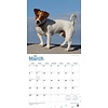 Jack Russell Terriers International Kalender 2020