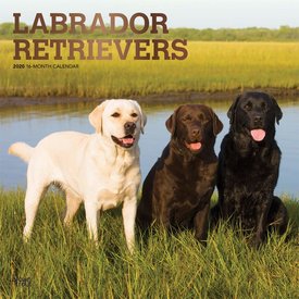 Browntrout Labrador Retriever Mixed Kalender 2020