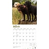 Labrador Retriever Mixed Kalender 2020