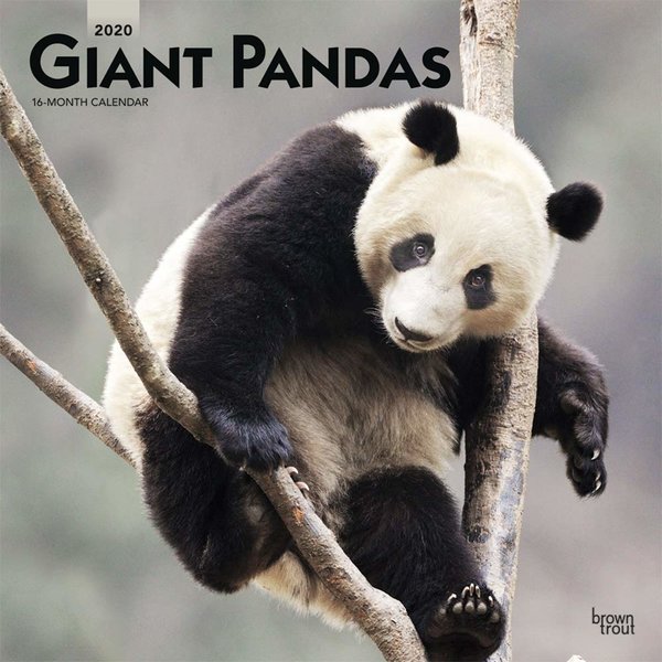 Browntrout Pandaberen - Panda Kalender 2020