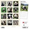 Pandaberen - Panda Kalender 2020