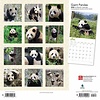 Pandas - Pandabären Kalender 2020