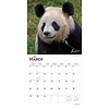 Pandas - Pandabären Kalender 2020