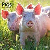 Pigs - Schweine Kalender 2020