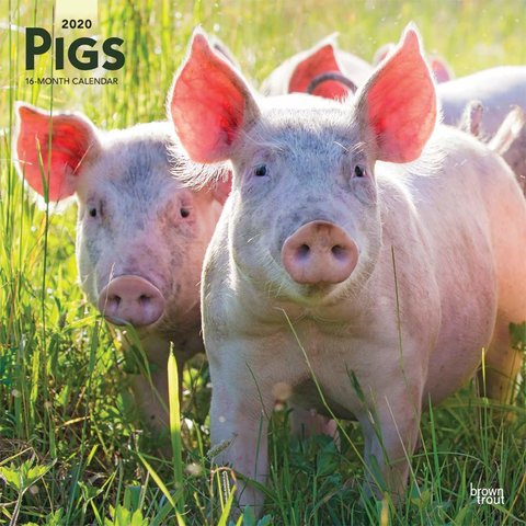 Schweine Kalender 2020