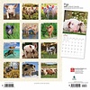 Varkens - Pigs Kalender 2020