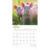 Varkens - Pigs Kalender 2020
