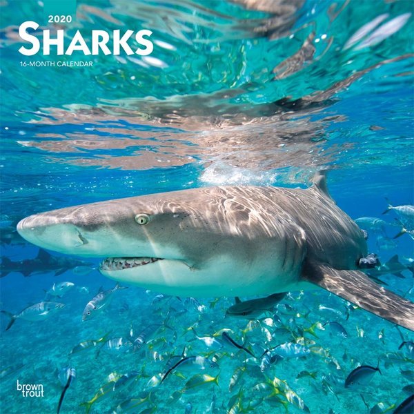 Browntrout Haie - Sharks Kalender 2020