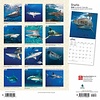 Haie - Sharks Kalender 2020